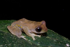 Leptomantis angulirostris