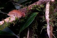 Leptomantis angulirostris