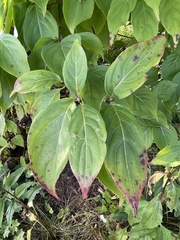 Elsinoe corni