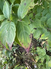 Elsinoe corni
