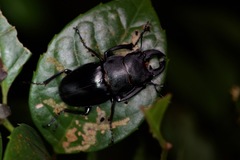 Odontolabis leuthneri