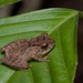 Philautus nephophilus - Photo (c) John Sullivan, alguns direitos reservados (CC BY-NC), uploaded by John Sullivan