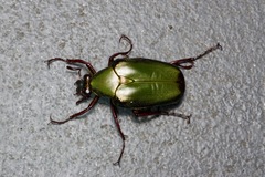 Pseudochalcothea spathulifera