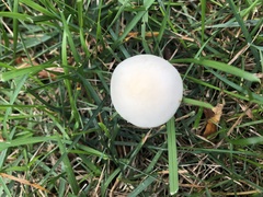 Leucoagaricus leucothites