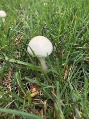 Leucoagaricus leucothites
