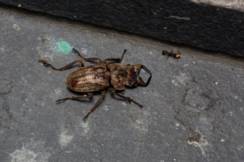 Eulepidius luridus