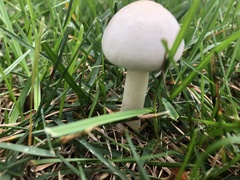Leucoagaricus leucothites