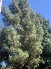 Pinus