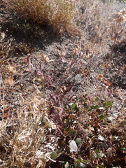 Cordylanthus capitatus