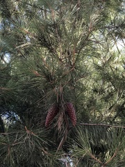 Pinus