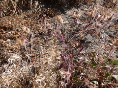 Cordylanthus capitatus