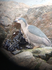 Nycticorax nycticorax