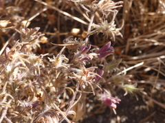 Cordylanthus capitatus