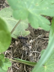 Poneracantha triangularis
