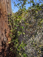 Clematis pauciflora