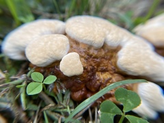 Ganoderma