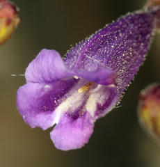 Penstemon scapoides