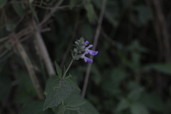 Salvia pallida