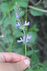 Salvia pallida