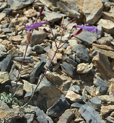 Penstemon scapoides