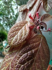 Episcia cupreata