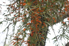 Phoradendron quadrangulare