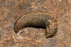 Tandonia