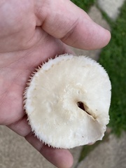 Leucoagaricus leucothites