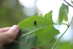 Macrohaltica transversa