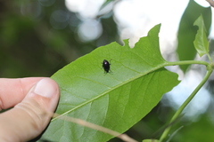 Macrohaltica transversa