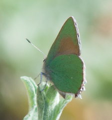 Callophrys dumetorum