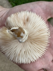 Leucoagaricus leucothites