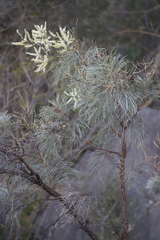 Grevillea pyramidalis leucadendron