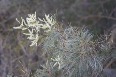 Grevillea pyramidalis leucadendron