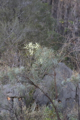 Grevillea pyramidalis leucadendron