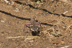 Cicindela gemmata