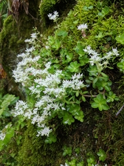 Sedum ternatum
