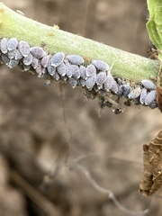 Neoprociphilus aceris