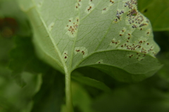 Puccinia convolvuli