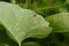 Puccinia convolvuli