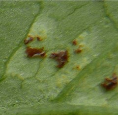 Puccinia convolvuli