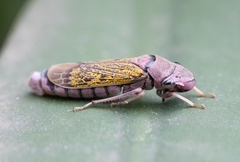 Oncometopia facialis