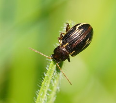 Chalcolampra walgalu