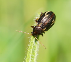 Chalcolampra walgalu