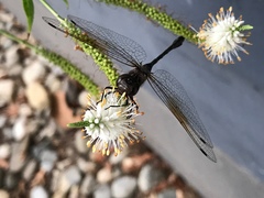 Gomphaeschna antilope