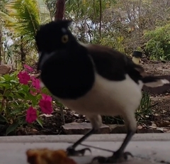 Cyanocorax