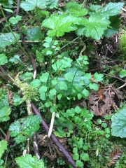 Cardamine oligosperma
