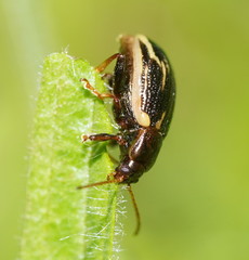 Chalcolampra walgalu