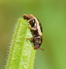 Chalcolampra walgalu