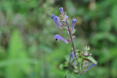 Scutellaria discolor